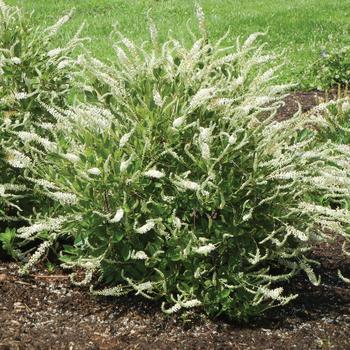 Clethra alnifolia 'Einstein' - Einstein Summersweet