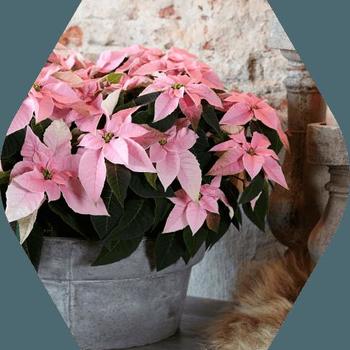 Euphorbia pulcherrima - Princettia Pink