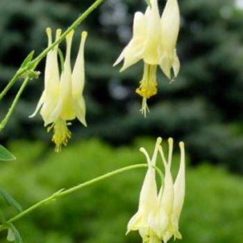 Aquilegia canadensis 'Corbett' - Yellow Wild Columbine 'Corbett'