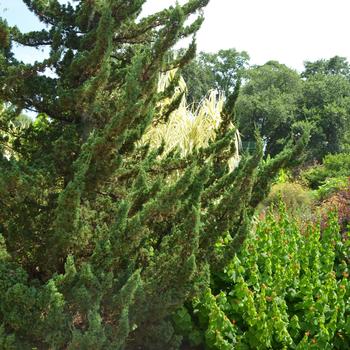 Juniperus chinensis 'Hollywood' - Chinese Juniper
