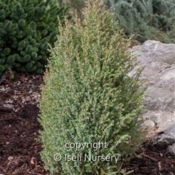 Juniperus communis 'Miniature' - Miniature Common Juniper
