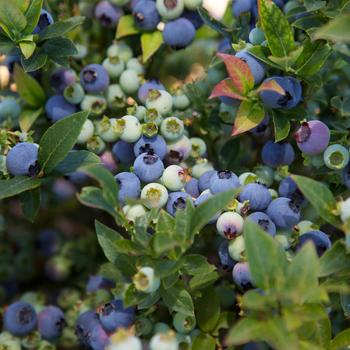 Vaccinium (Blueberry) - Bushel and Berry® 'Jelly Bean®'