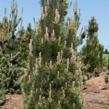 Pinus nigra 'Komet' - Austrian Pine