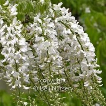 Wisteria floribunda 'Longissima Alba' - White Japanese Wisteria