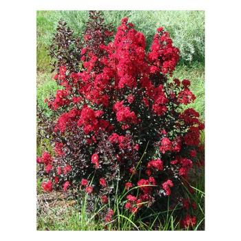 Lagerstroemia indica 'Double Dynamite' - Double Dynamite Crape Myrtle
