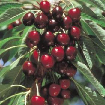 Prunus avium 'Stella' - Stella Cherry