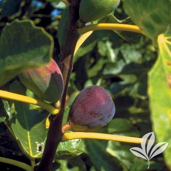Ficus carica 'Black Italian' - Black Italian Fig
