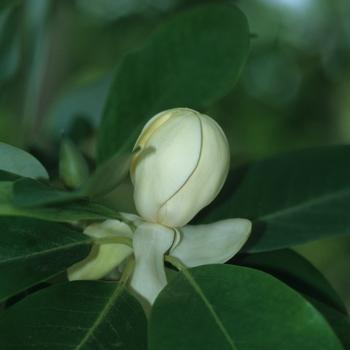 Magnolia virginiana var. australis 'Sweet Thing' - Sweetbay Magnolia