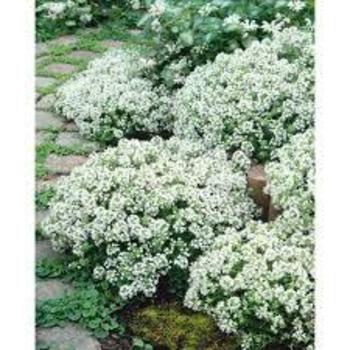 Thymus praecox 'Albiflorus' - White Moss Thyme
