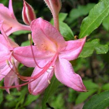Rhododendron x 'Pennsylvania' - Deciduous Hybrid Azalea