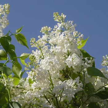 Syringa x hyacinthiflora 'Angel White' - Angel White Lilac