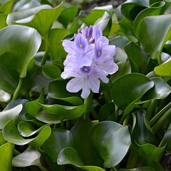 Water Hyacinth - Floaters