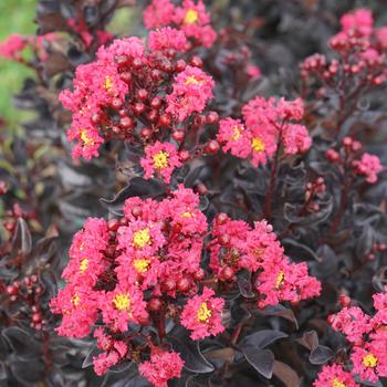Lagerstroemia indica - Center Stage® Pink