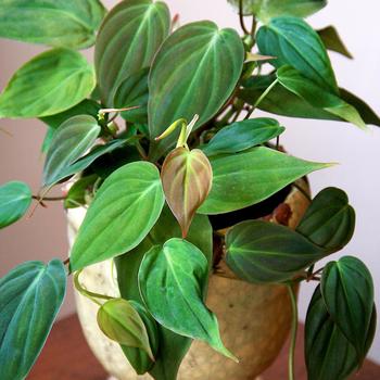 Philodendron 'Micans' - Philodendron 'Micans'