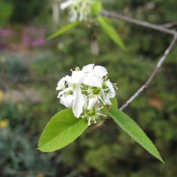 Amelanchier x-grandiflora 'Princess Diana' - Serviceberry