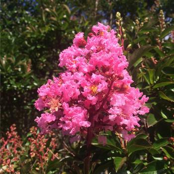 Lagerstroemia fauriei 'Sioux' - Sioux Crape Myrtle