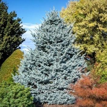Pinus pungens - Blue Spruce 'Avatar'