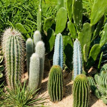 Cactaceae - Cactus