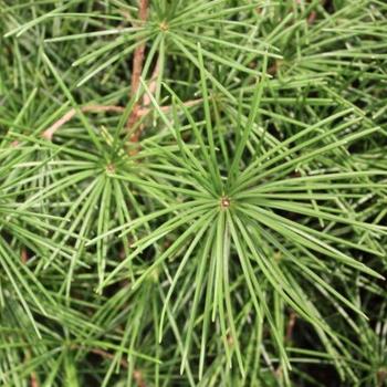 Sciadopitys verticillata 'Winter Green' - Umbrella Pine