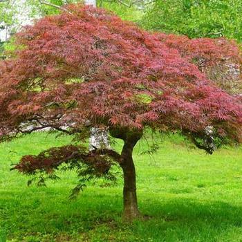 Acer palmatum v. dissectum 'Garnet' - Japanese Maple