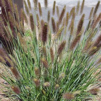 Pennisetum alopecuroides 'Cayenne™' - Cayenne™ Sterile Fountain Grass