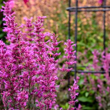 Agastache - Meant to Bee™ 'Royal Raspberry' 