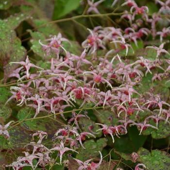 Epimedium 'Pink Champagne' - Pink Champagne Barrenwort or Fairy Wings