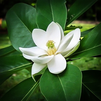 Magnolia virginiana 'Northern Belle' - Northern Belle Magnolia