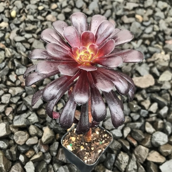 'Black Rose' - Aeonium Arboreum 'Zwartkop'