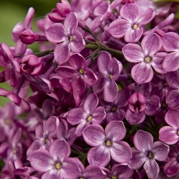 Syringa x hyacinthiflora 'Declaration' - Lilac