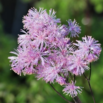 Thalictrum aquilegifolium 'Nimbus Pink' - Nimbus Pink Meadow Rue