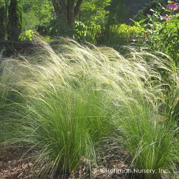 Nassella tenuissima 'Pony Tails' - Mexican Feather Grass