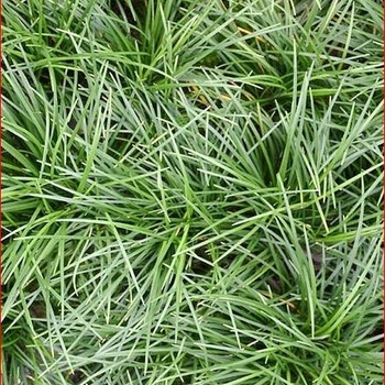 Ophiopogon japonicus - Mondo Grass