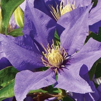 Clematis 'Olympia™' - Olympia™ Clematis