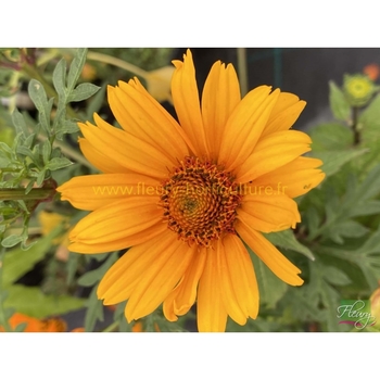 Heliopsis helianthoides 'Punto Rosso' - Punto Rosso Smooth Ox-eye