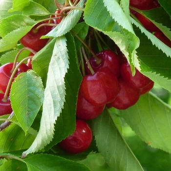Prunus avium 'Lapins' - Lapins Cherry