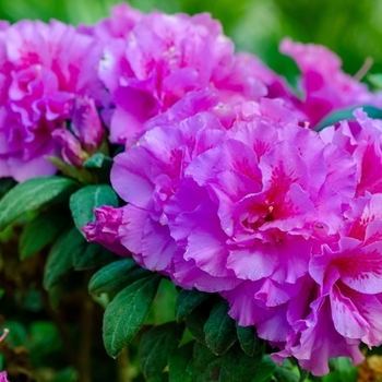 Rhododendron 'Roblezd' - Encore® Autumn Majesty