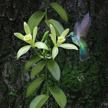 Vanilla plantifolia - Vanilla Bean Orchid