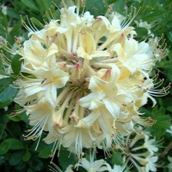 Rhododendron aus. x atlan. 'Choice Cream' - Choice Cream Azalea