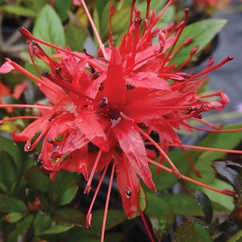 Rhododendron x 'Chojuho' - Chojuho Azalea