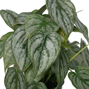Philodendron brandtianum - Silver Leaf Philodendron