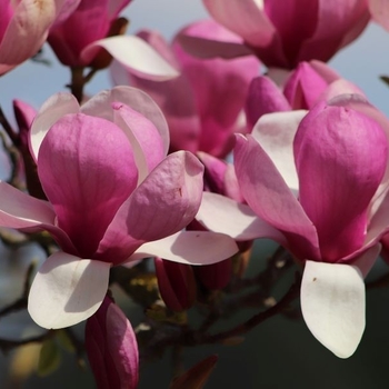 Magnolia x soulangeana 'Rustica Rubra' - Rustica Rubra Saucer Magnolia