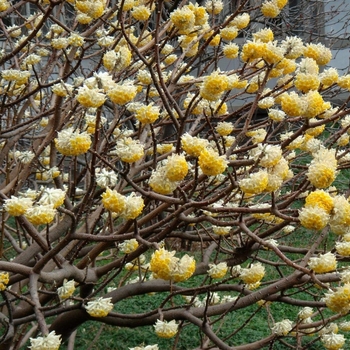Edgeworthia chrysantha 'Winter Gold' - Winter Gold Paperbush