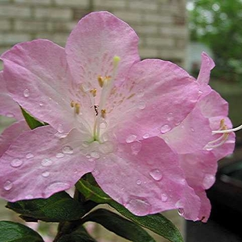 Rhododendron x 'Day Spring' - 'Day Spring' Rhododendron