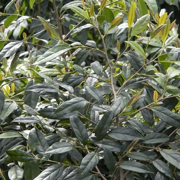 Sycopsis sinensis 'Winterfell' - Winterfell™ Chinese Fighazel