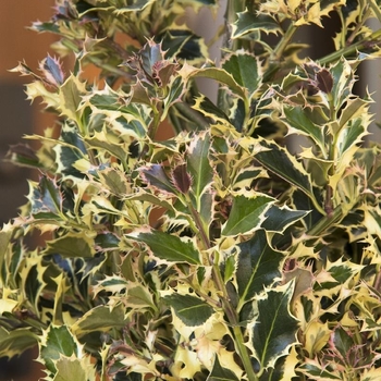 Ilex aquifolium 'Argentea Marginata' - Variegated English Holly