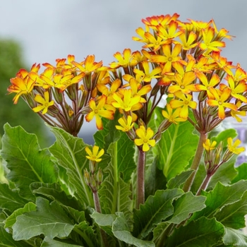 Primula vulgaris 'Oakleaf Yellow Picotee' - Oakleaf Yellow Picotee Primrose