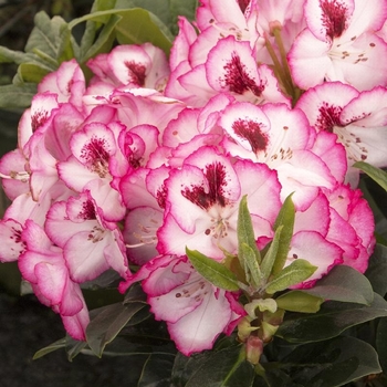 Rhododendron 'Cherry Cheesecake' - Cherry Cheesecake Rhododendron