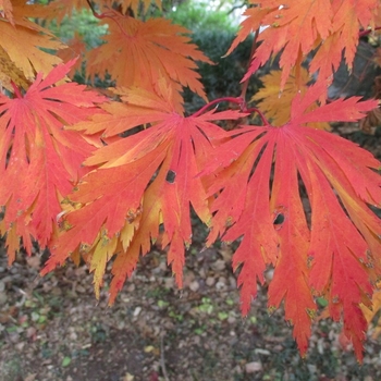 Acer japonicum 'Aconitifolium' - Japanese Maple