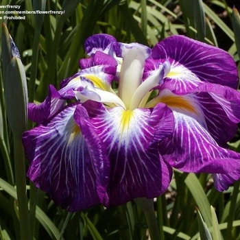 Iris ensata 'Hue and Cry' - Japanese Iris 'Hue and Cry'